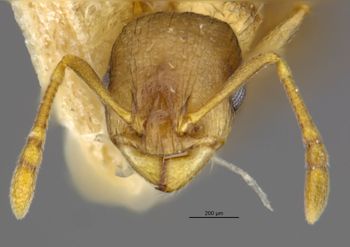 Media type: image;   Entomology 23661 Aspect: head